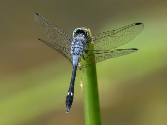 Micrathyria aequalis (Spot-tailed Dasher) male-2.jpg